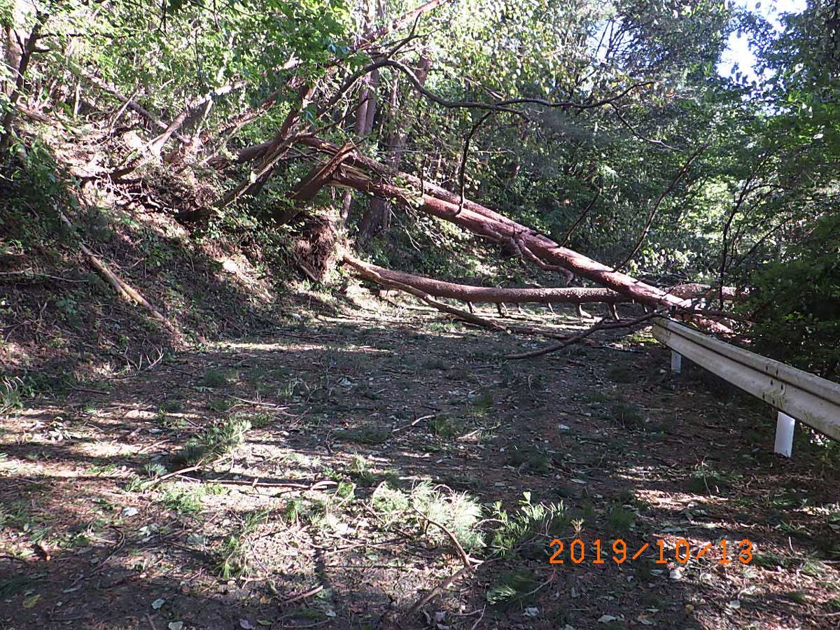 台風１９号倒木処理　一般県道大道横尾線
